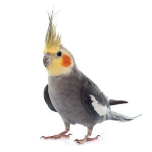 Cockatiel Birds