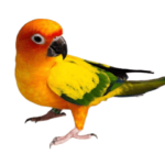 Conure Parrots