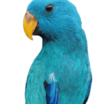 Electus Parrots