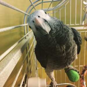 grey african parrots for sale