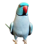 Ringneck Parrots