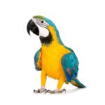 Macaw Parrots