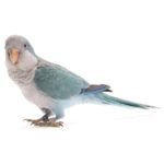 Quaker Parrots