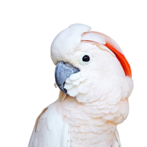 Cockatoo Parrots