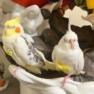 white cockatiel bird for sale