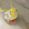 white cockatiel bird for sale