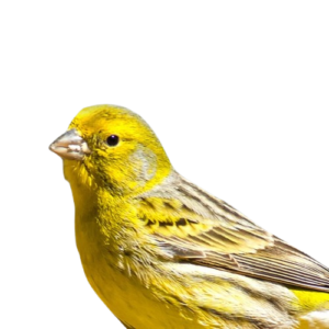 Canary Birds