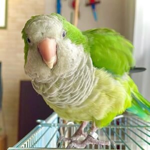 pionus parrot for sale near me