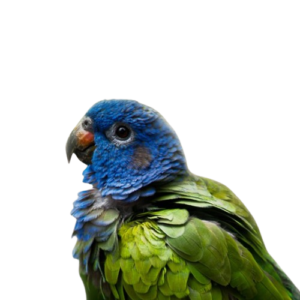 Pionus Parrots
