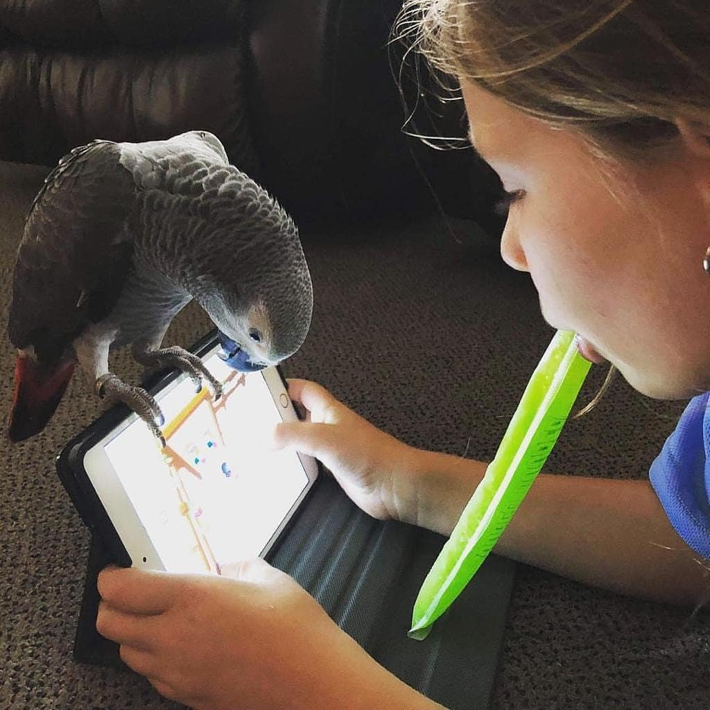 7 Crucial Steps for Safely Training Your Parrot to Fly Outdoors