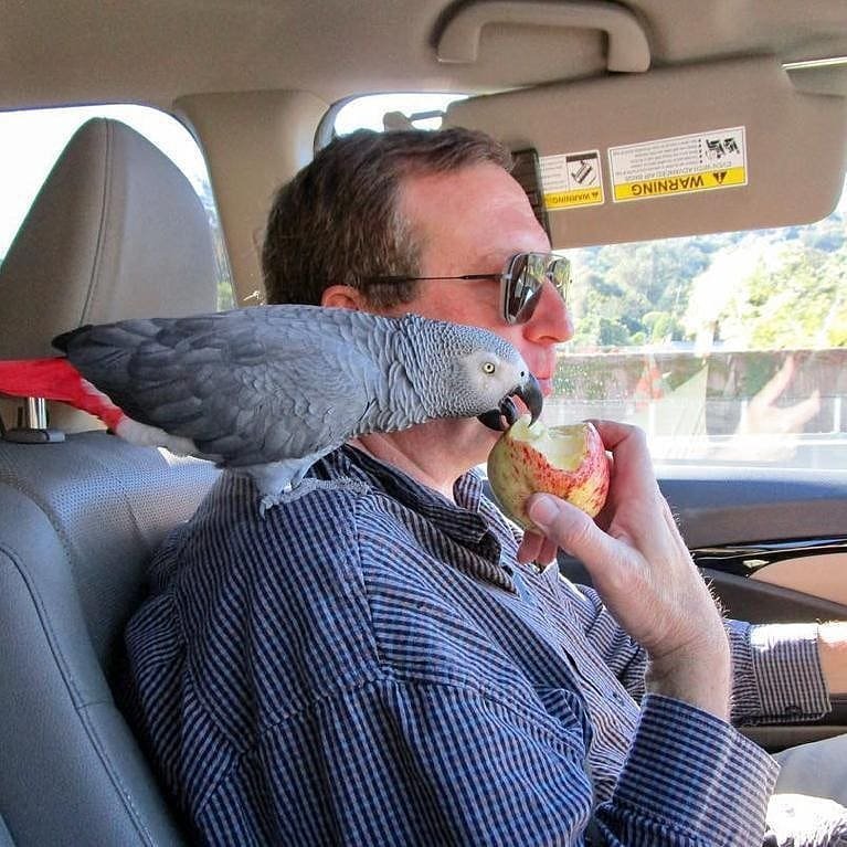 How to Train Your Parrot to Talk: 7 Proven Steps
