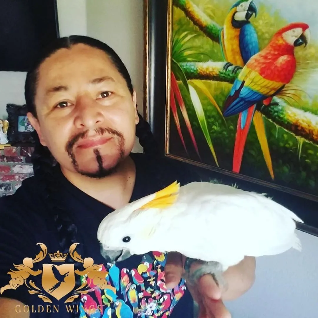 Cockatiel Bird Breeders Facebook: Top 10 Must-Join Groups
