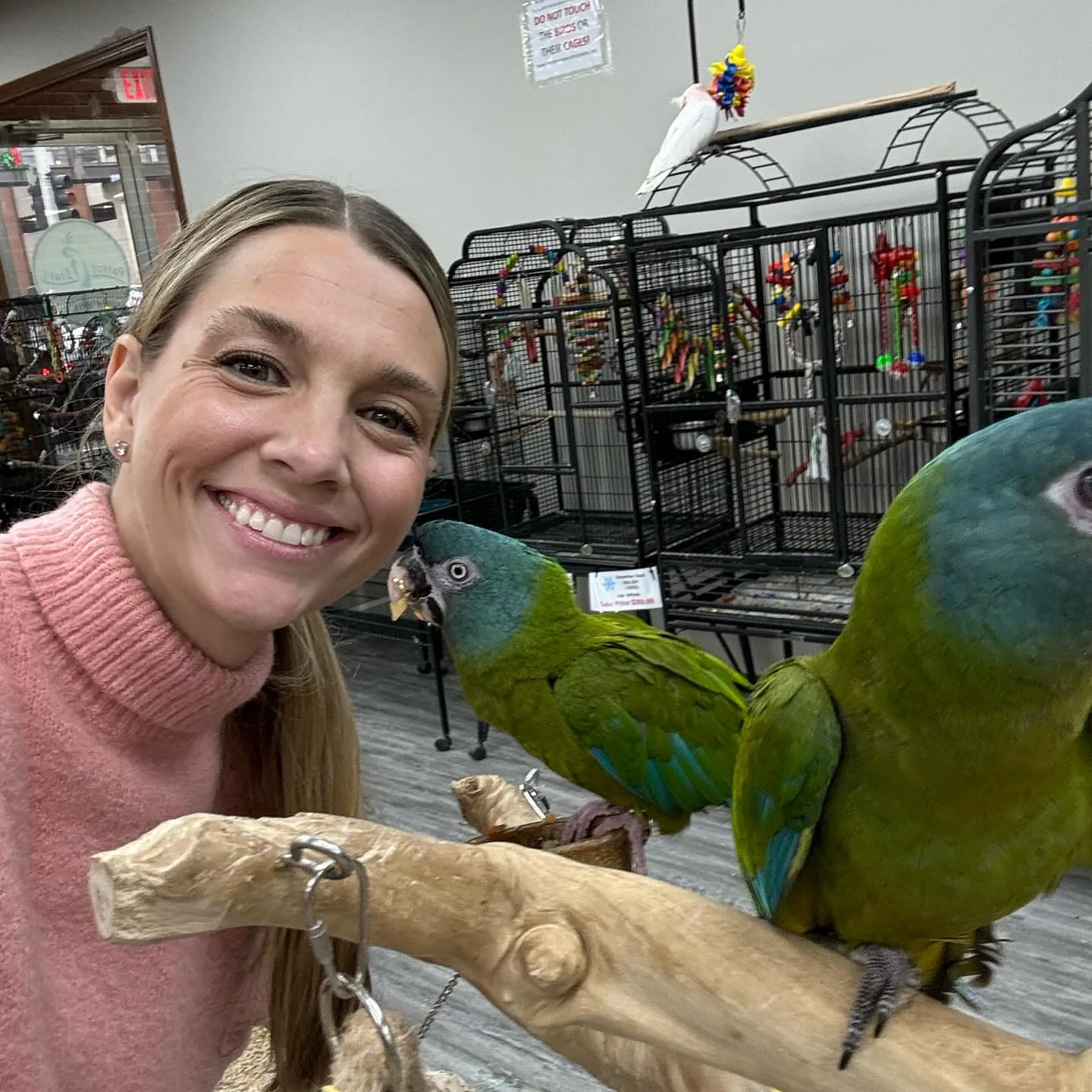 How to Start Parrot Training: 7 Essential Steps