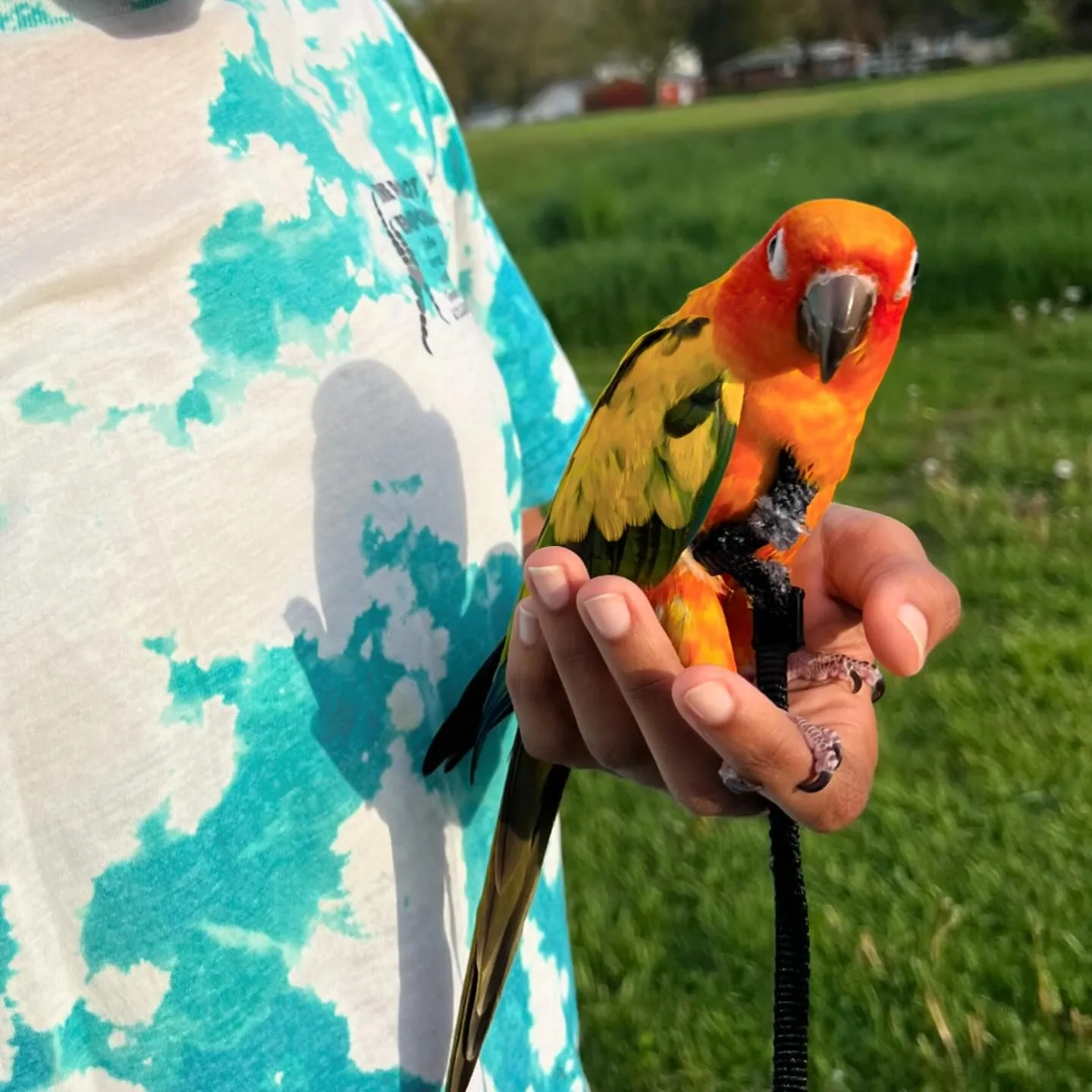 Green Quaker Parrot: 10 Fascinating Facts to Charm Bird Lovers