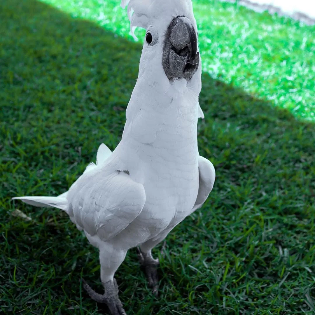 Grey Cockatoo Bird: 10 Astonishing Facts!