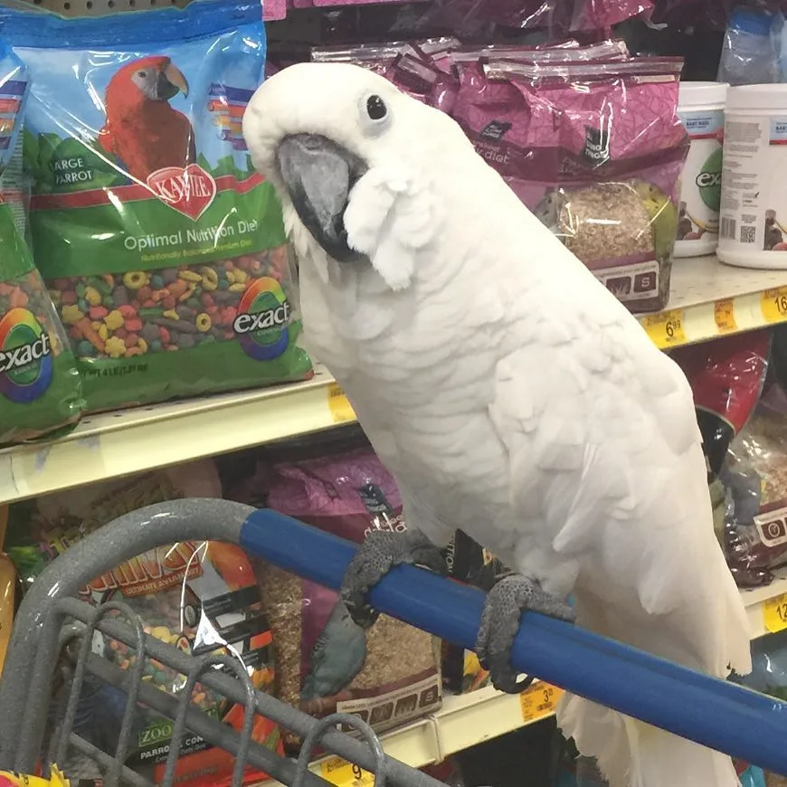 Cockatiel White Bird: 10 Fascinating Facts