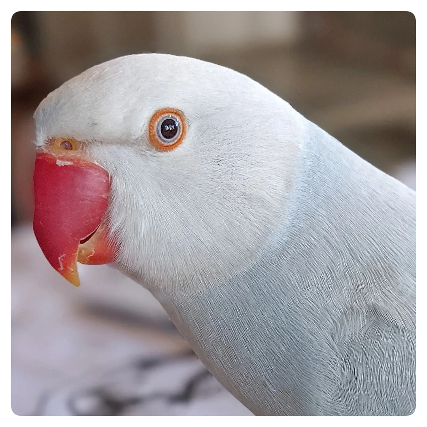 Cinnamon Cockatiel Bird: 10 Fascinating Facts Bird Lovers