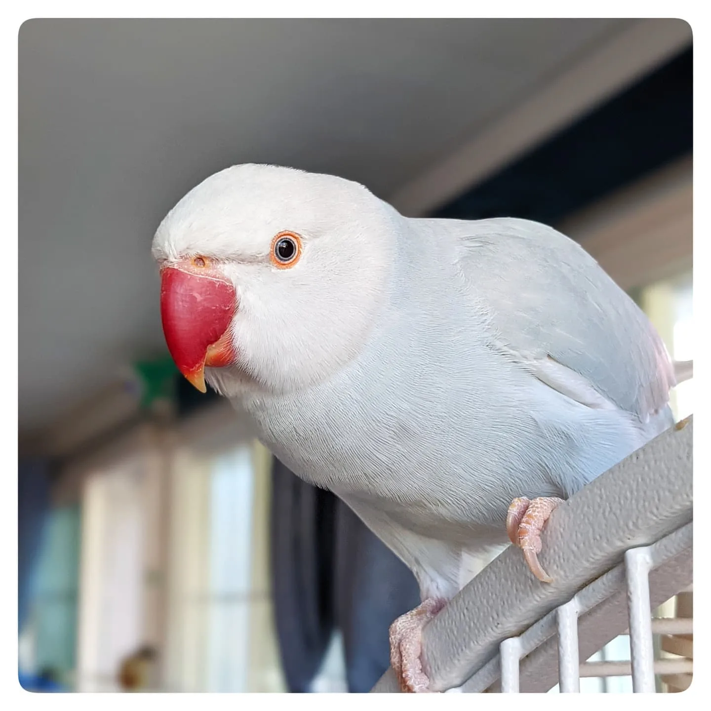 Blue Rare Cockatiel Bird: 10 Fascinating Facts for Bird Lovers