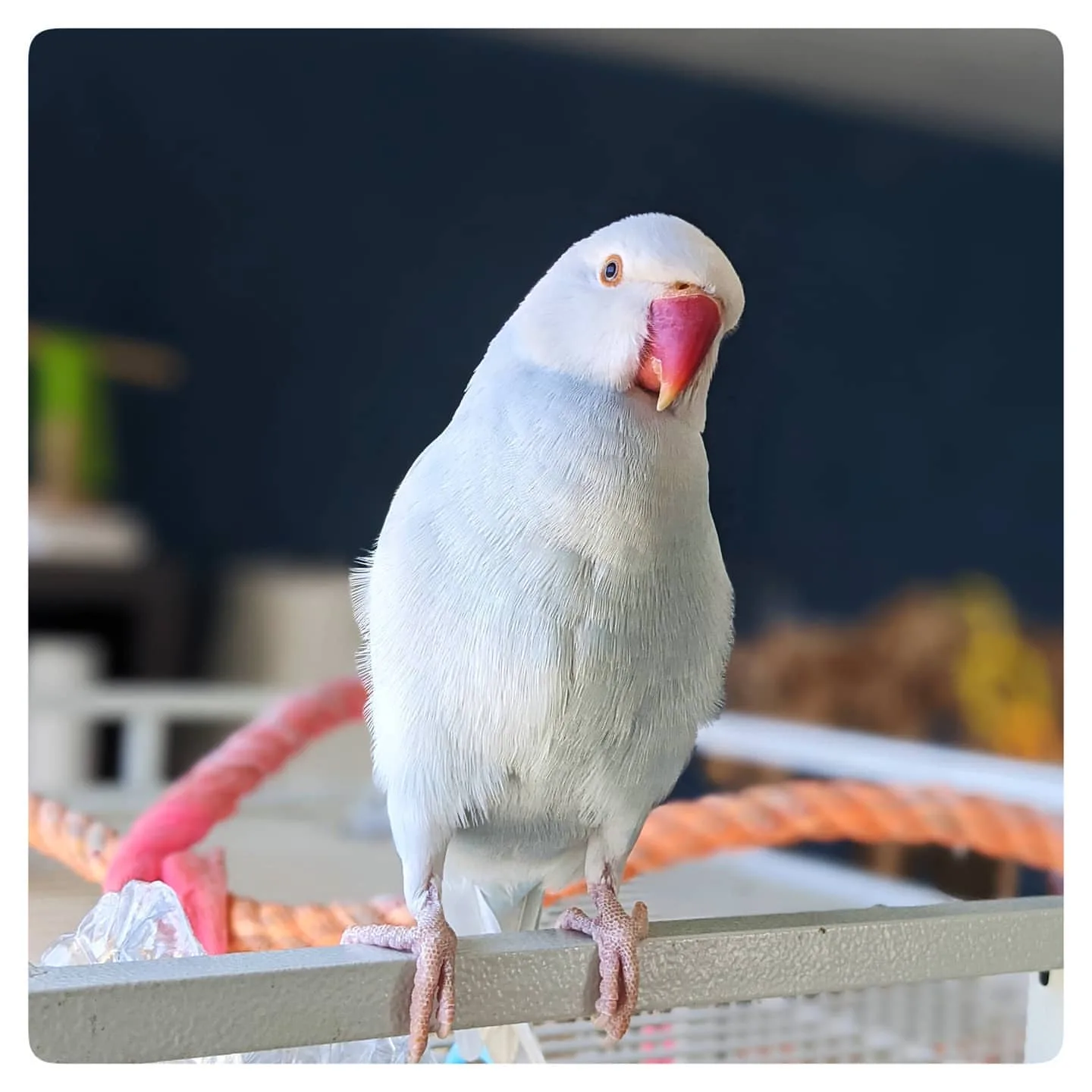 Blue Crown Conure Parrot: 10 Surprising Facts Revealed