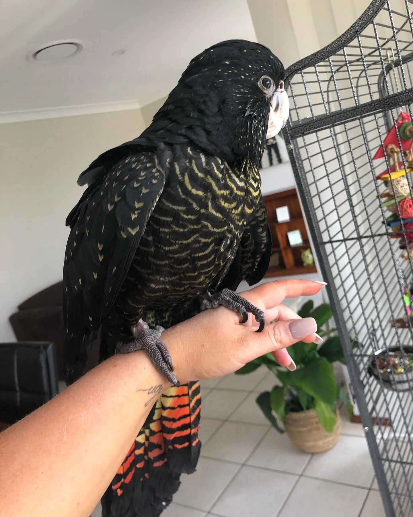 Black Cockatoo Bird: 10 Intriguing Facts
