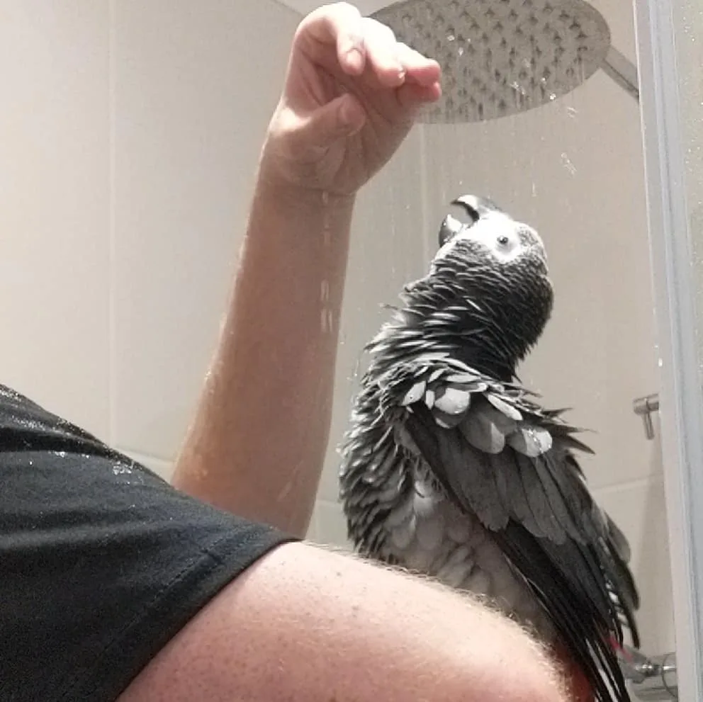 Parrots for Sale in Iowa: Top 10 Must-Visit Spots