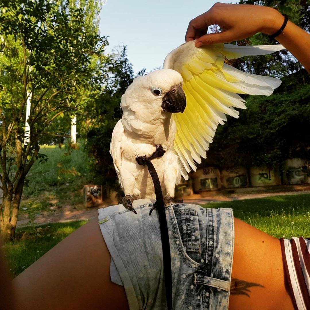 Parrots for Sale in Minnesota
