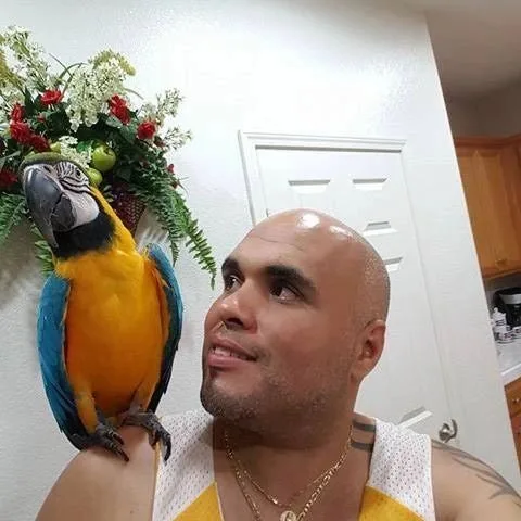 10 Proven Techniques to Train Your Parrot Not to Fly Away