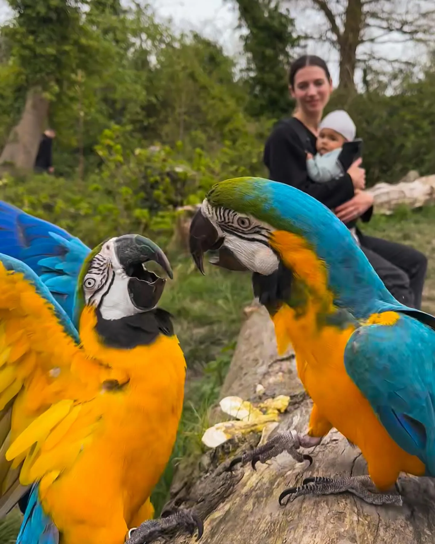 10 Fascinating Facts About the Hyacinth Macaw Parrot
