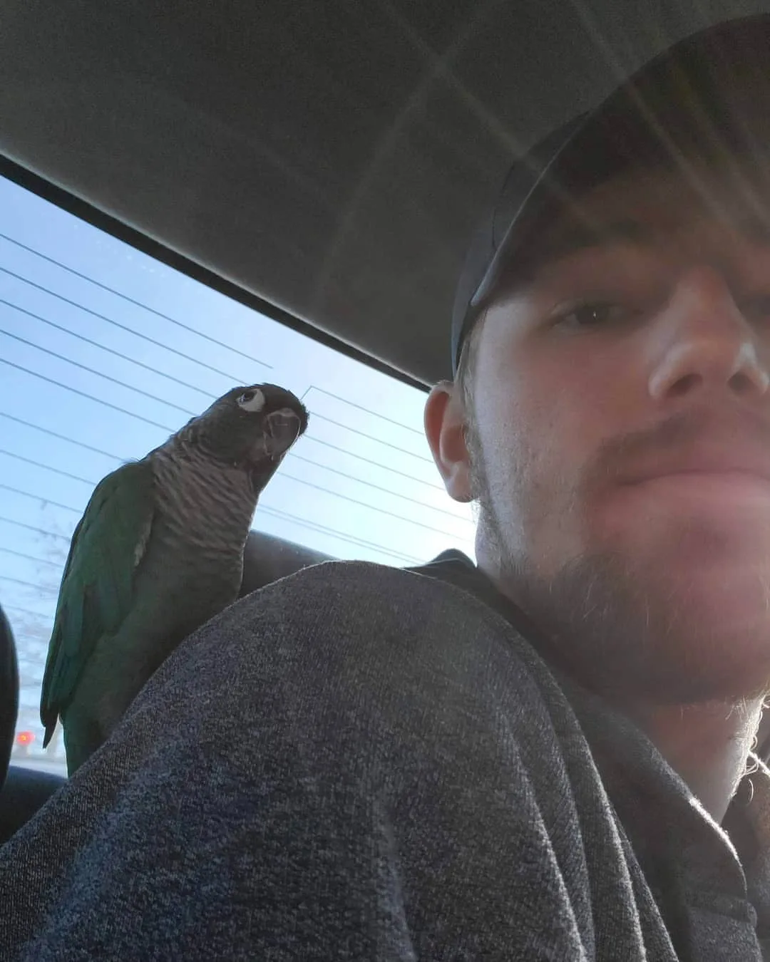 Parrot Flight Recall Training: 10 Essential Steps