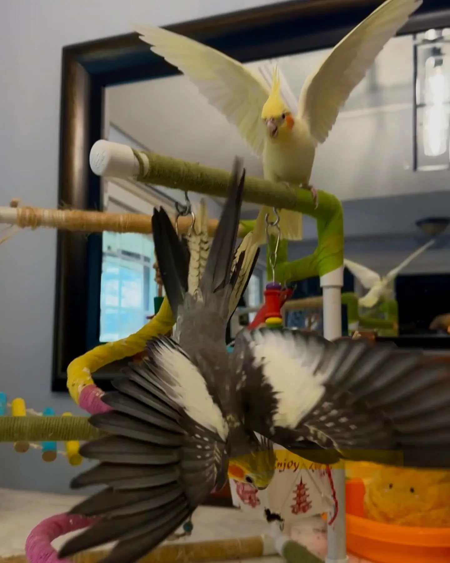Maximilian Pionus Parrot: 10 Fascinating Facts You Should Know!