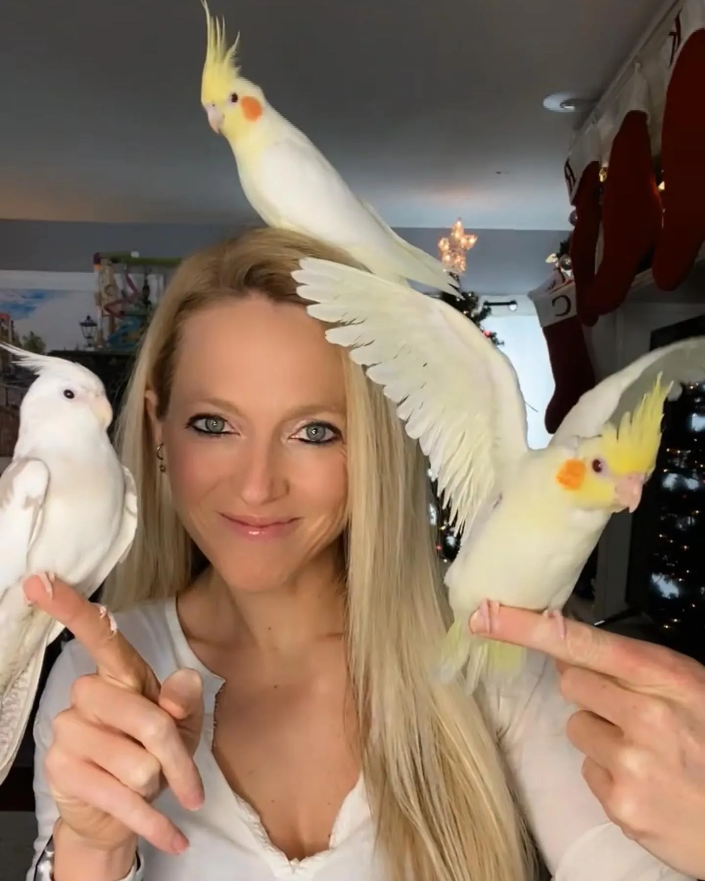 Facts About Caique Parrots