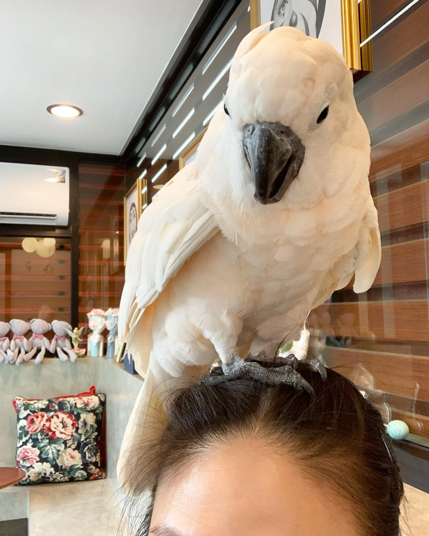 Nanday Conure Parrot: 10 Charming Facts for Bird Lovers