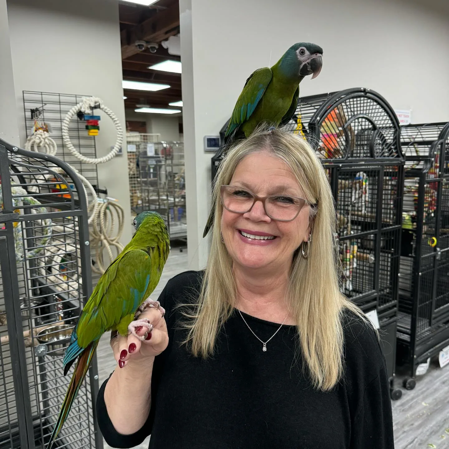 Parrots for Sale in Missouri: Top 15 Vibrant Spots