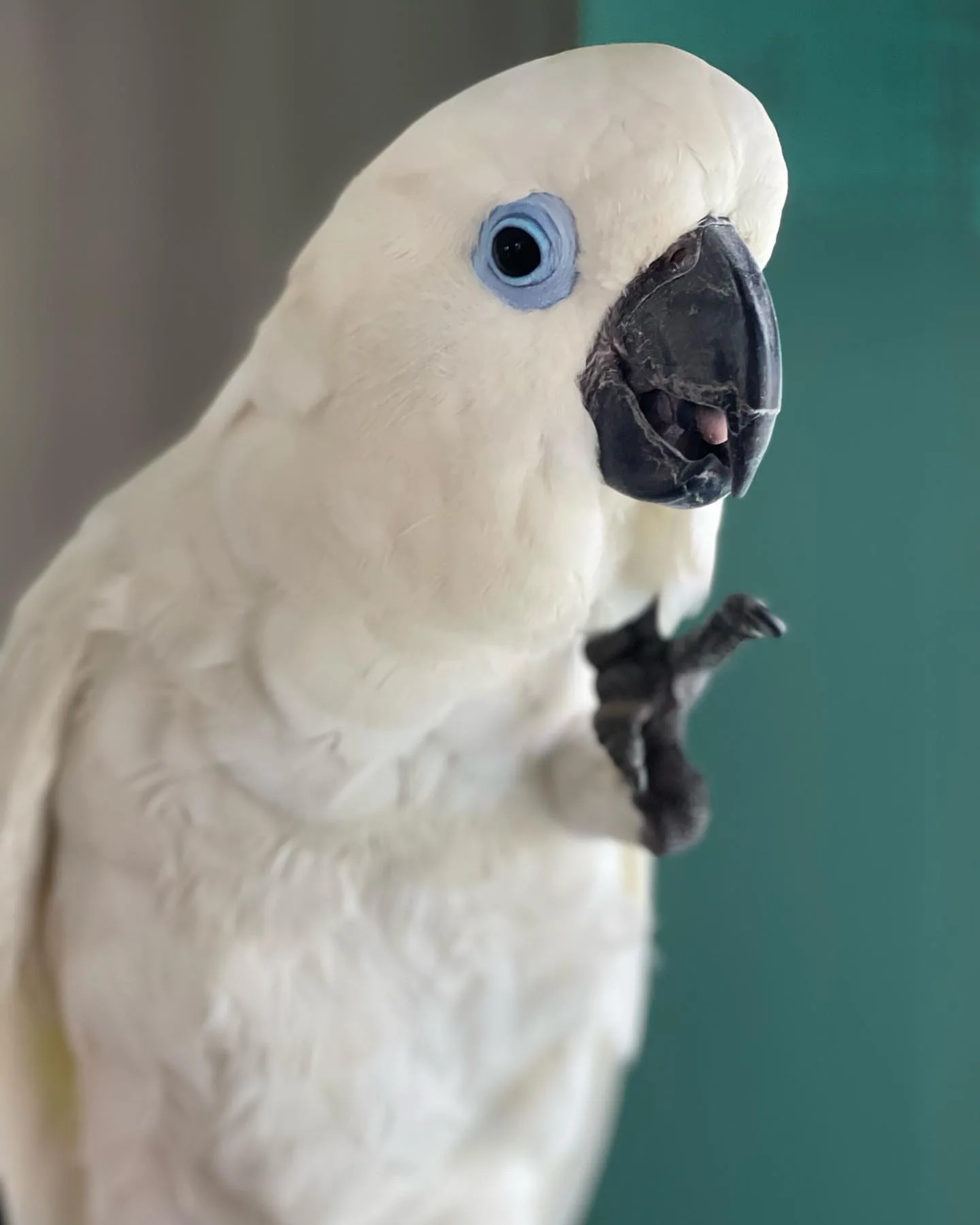 Black Conure Parrot: 10 Fascinating Facts
