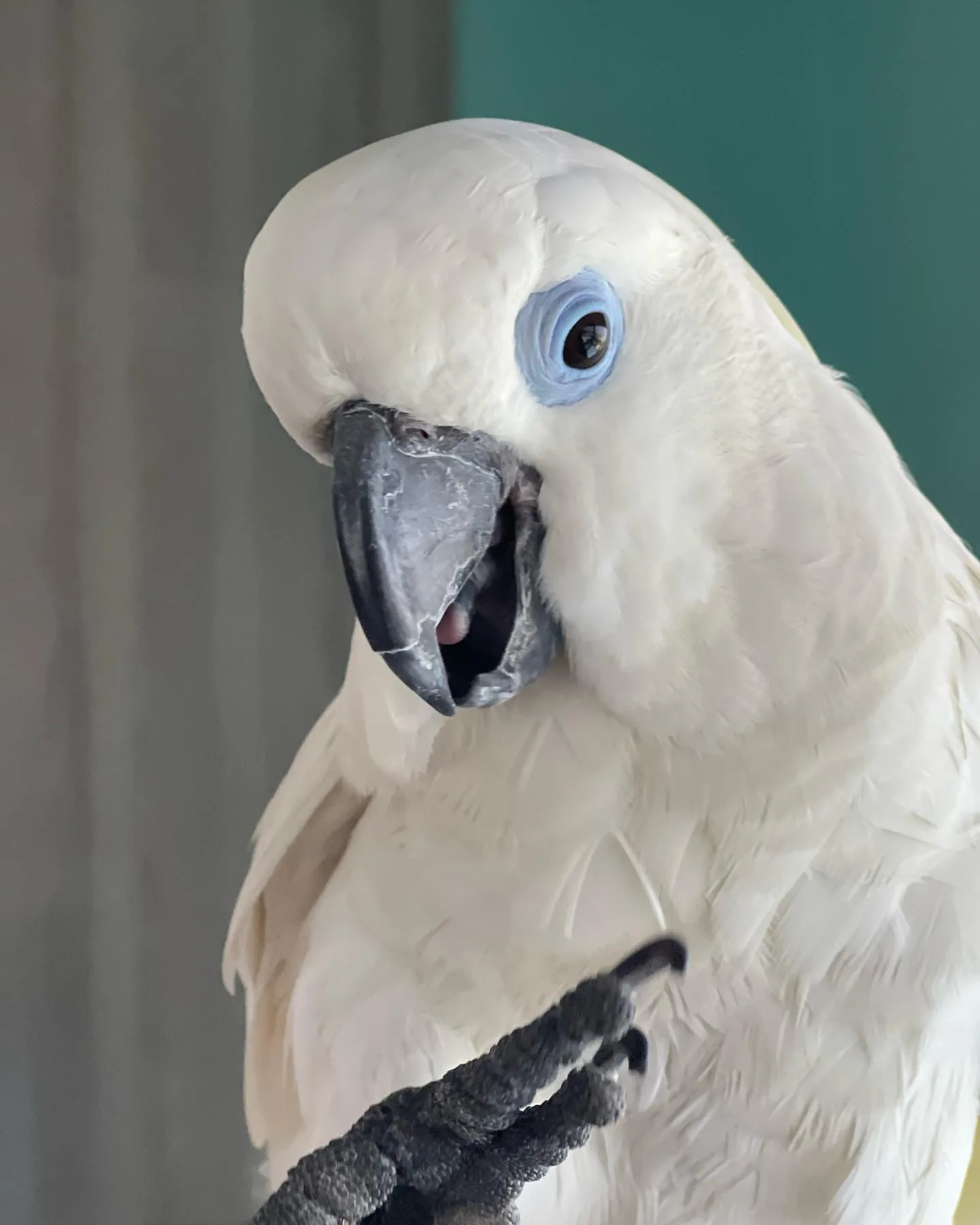 Dusky Conure Parrot: 10 Charming Facts for Bird Lovers