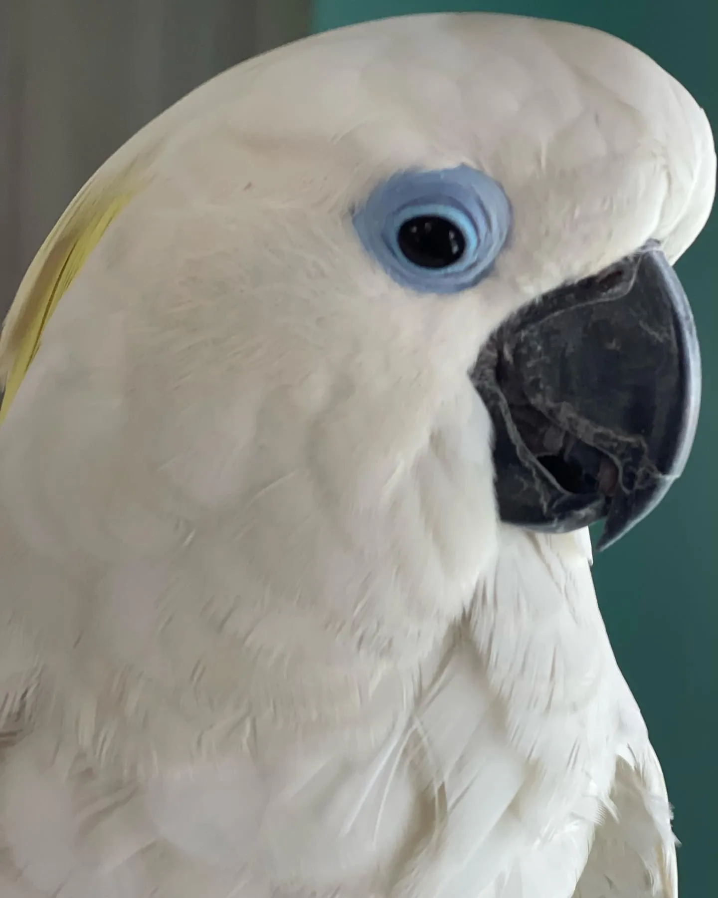 Golden Conure Parrot: 10 Fascinating Facts You’ll Love