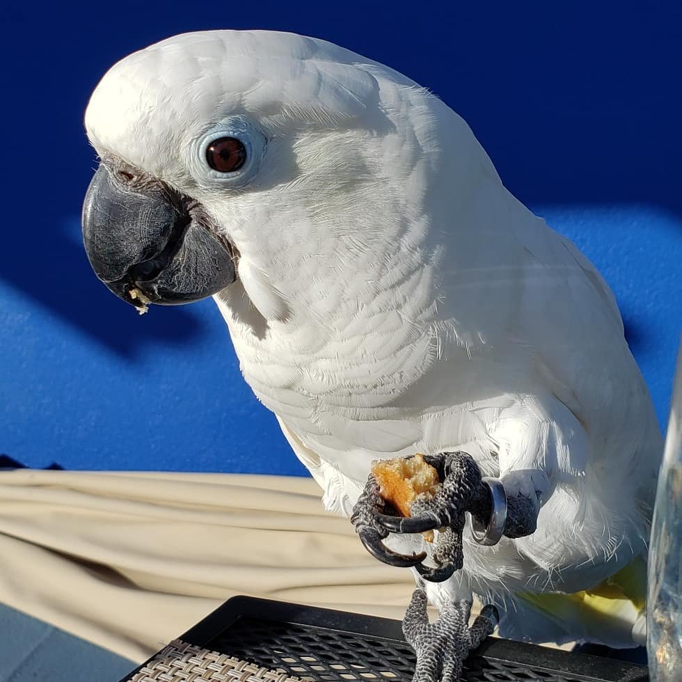 Red Cockatoo Bird: 10 Fascinating Facts