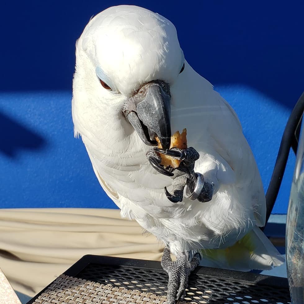 Magnificent Murano Glass Cockatoo: 10 Intriguing Facts