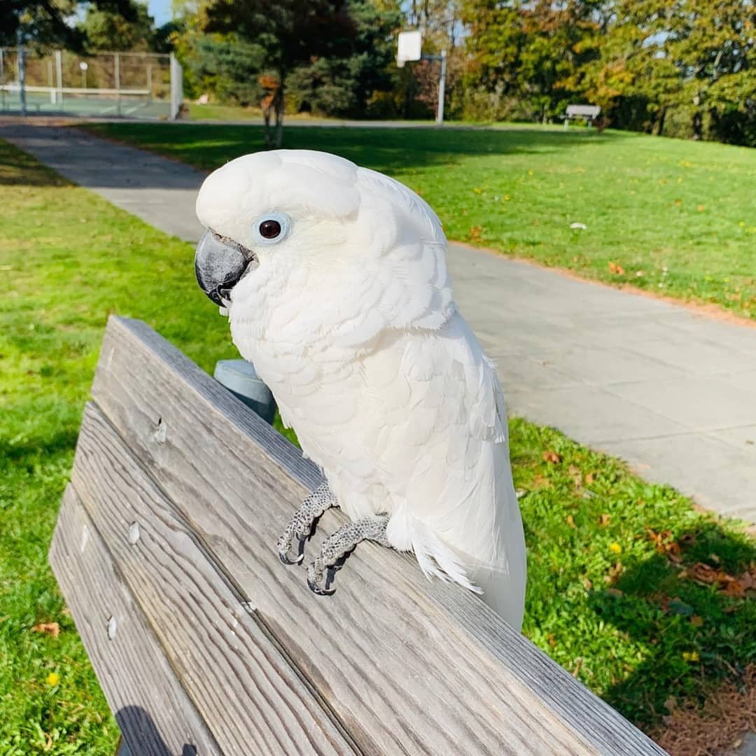 Goffin Cockatoo Birds: 10 Charming Facts for Bird Lovers