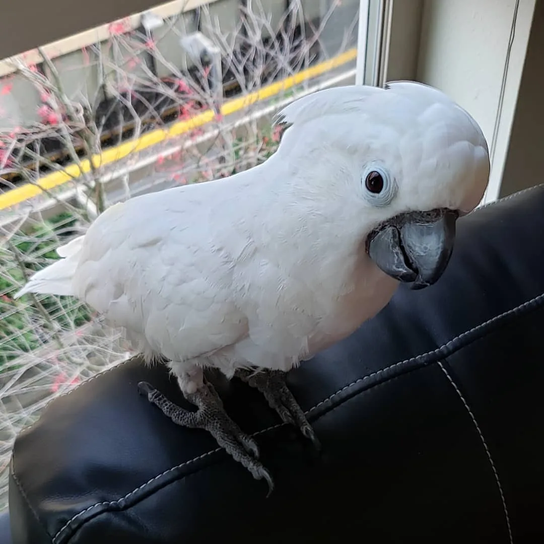 Blue Cockatoo Bird: 10 Fascinating Facts Revealed