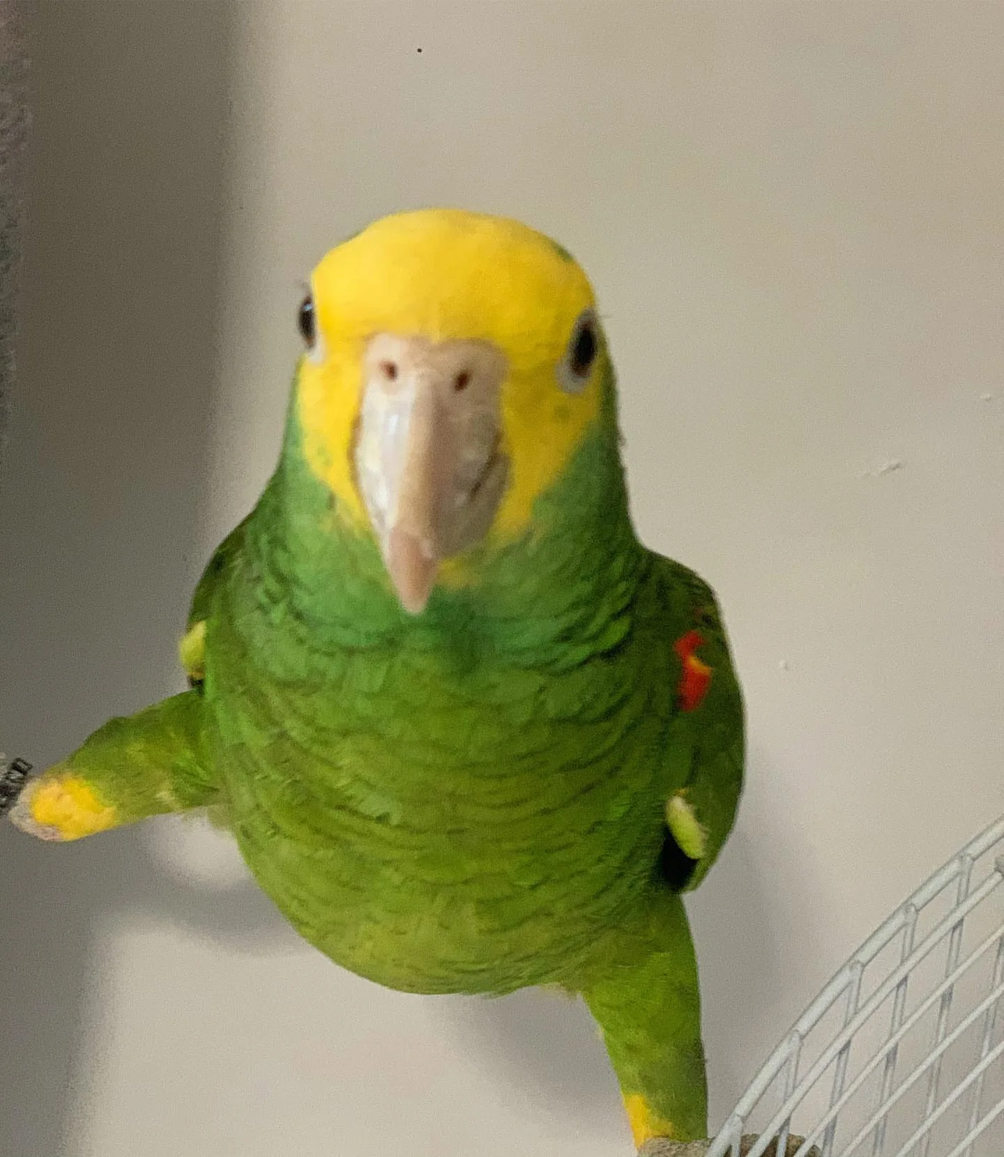 Blue Fronted Amazon Parrot: 10 Fascinating Facts