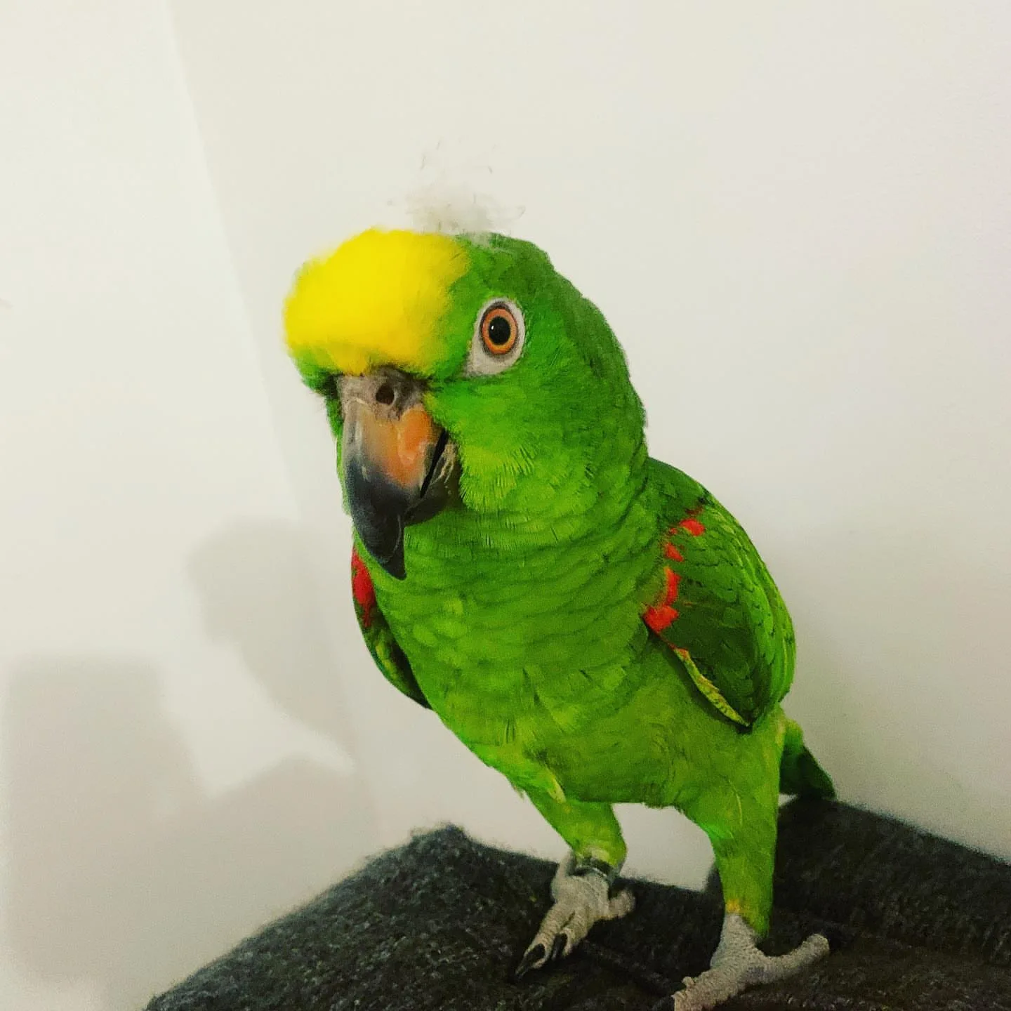 Lilac Crowned Amazon Parrot: 10 Surprising Facts!