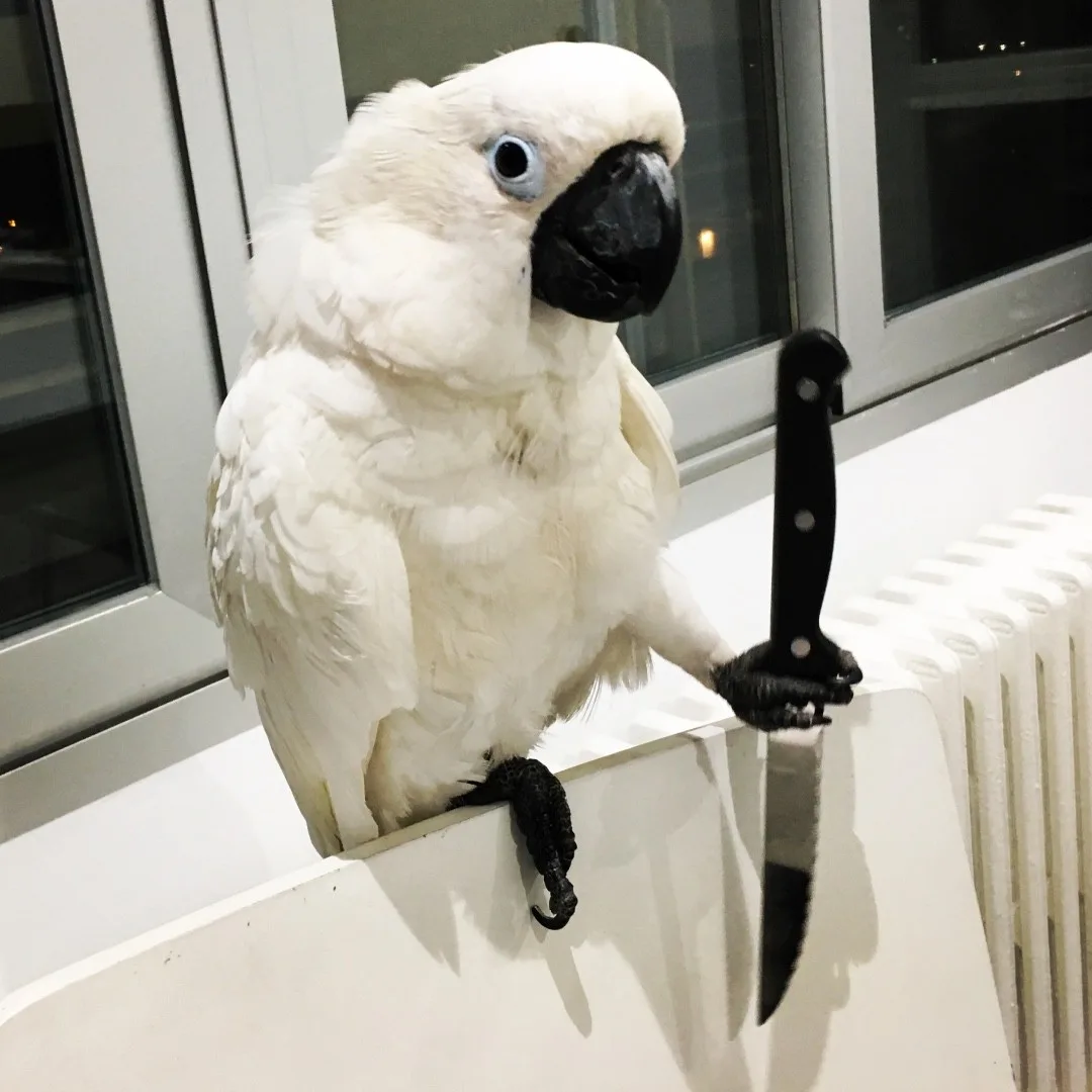 Rare Green Cockatiel Bird: 10 Fascinating Facts!