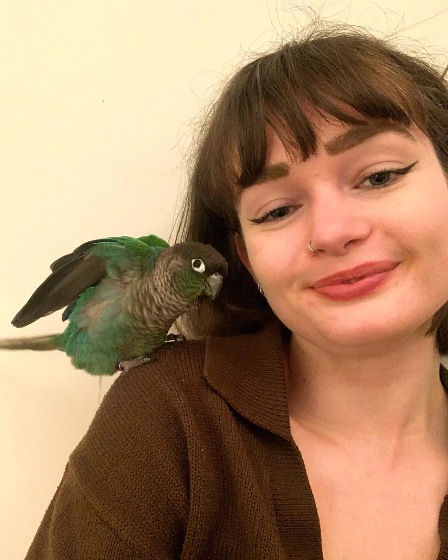 Find the Perfect Purple Quaker Parrot for Sale: 10 Essential Tips