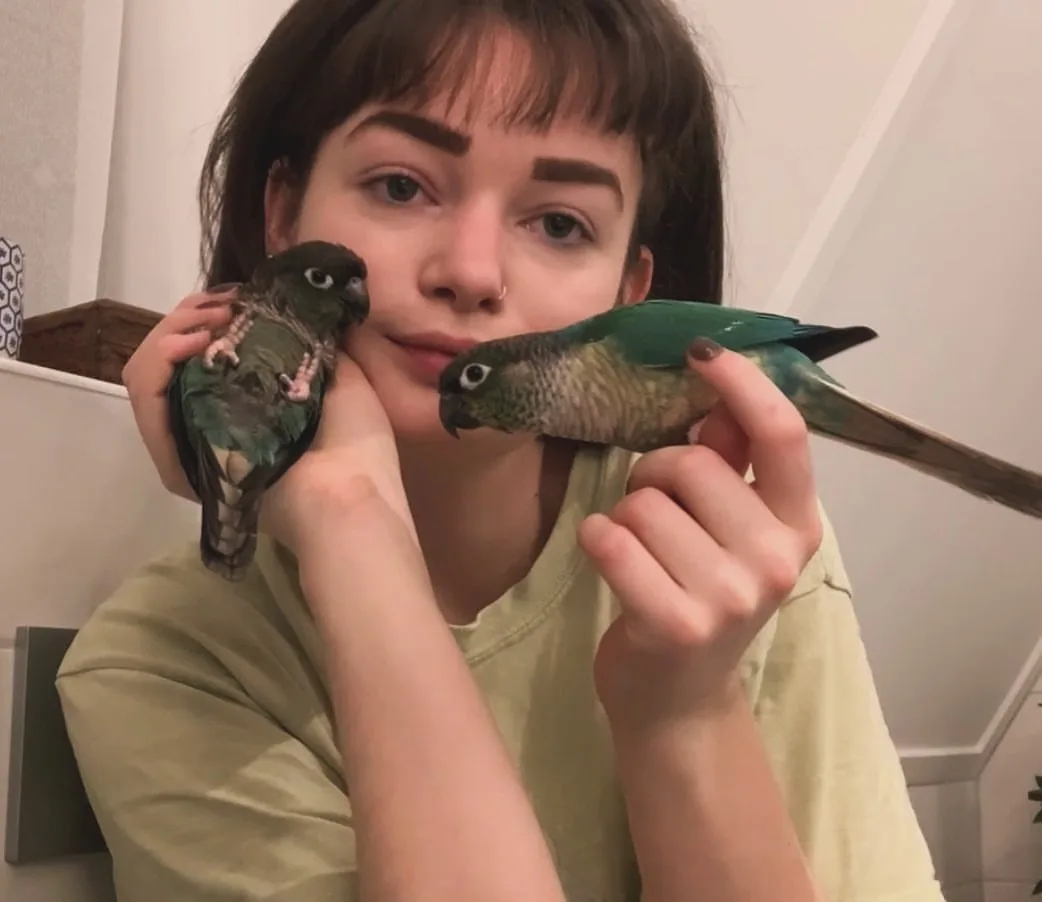 Blue Parakeet Birds for Sale: 8 Essential Tips!