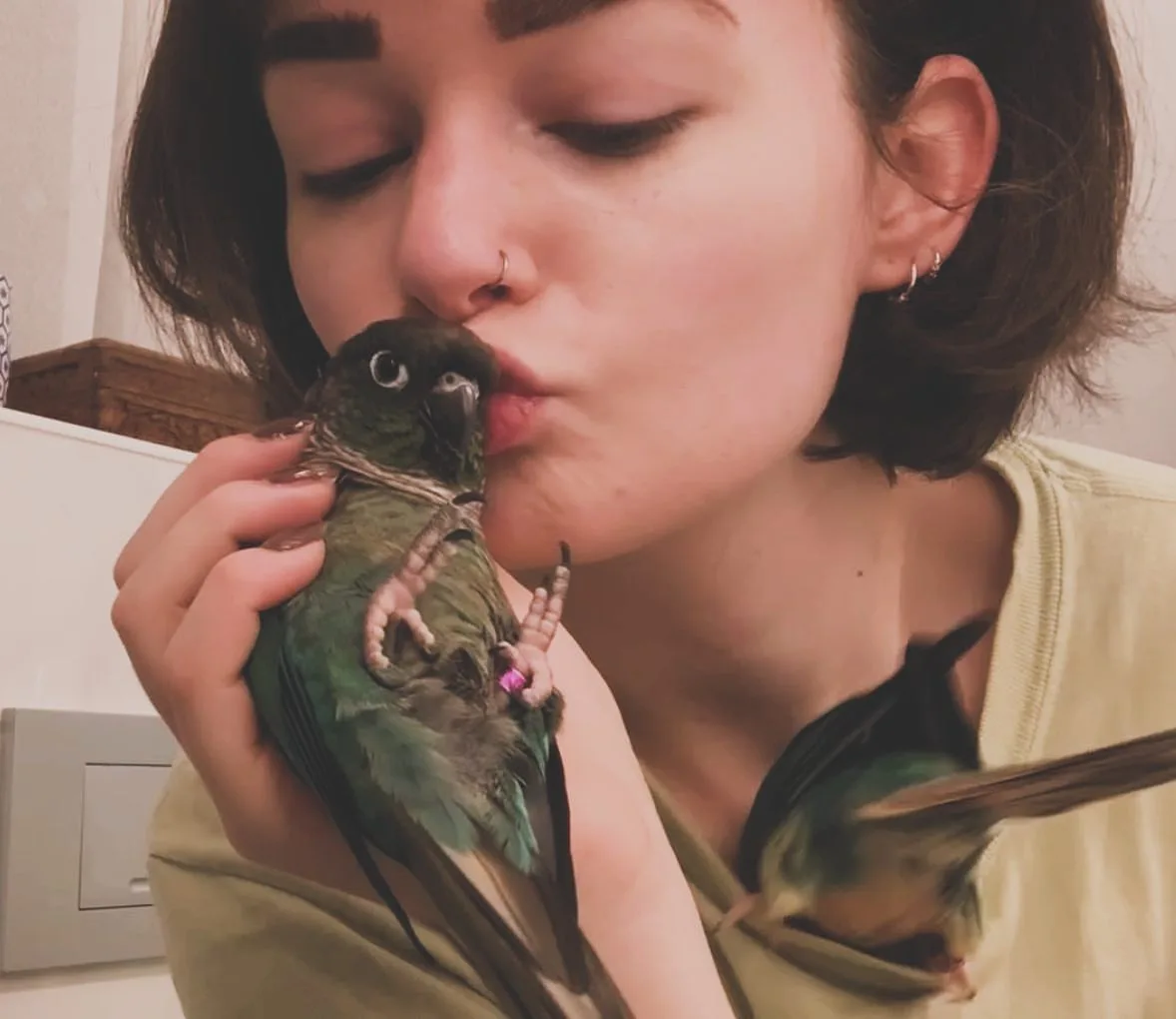 Dusky Pionus Parrot For Sale – 8 Essential Tips