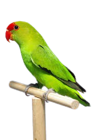 Love birds