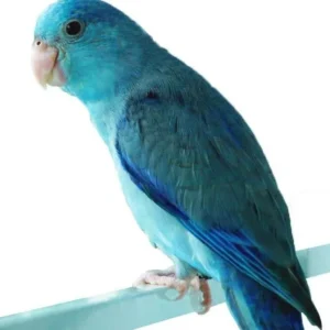 Parrotlet Birds