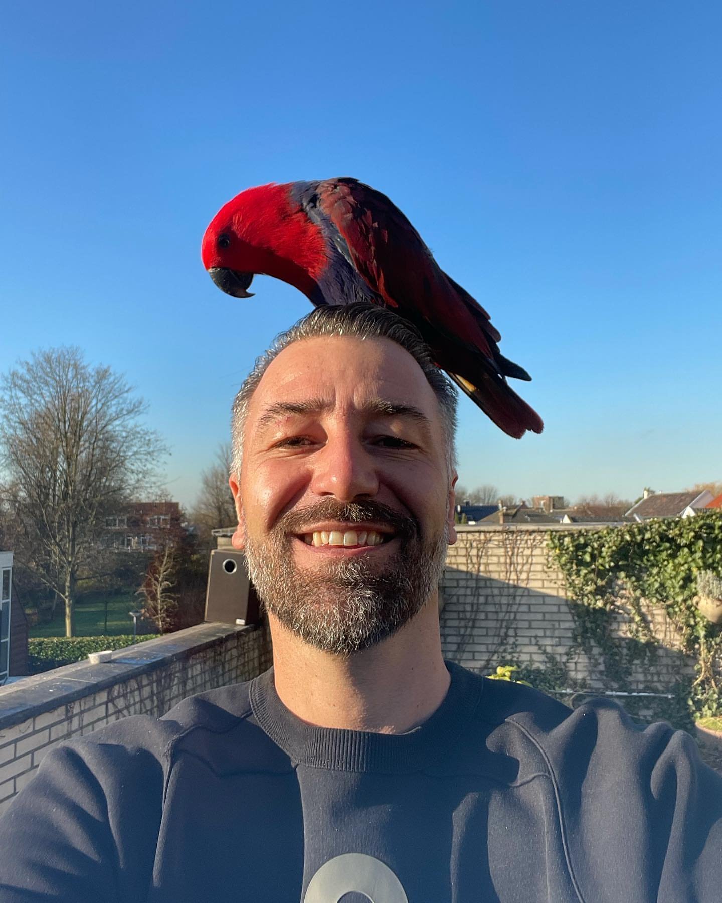 Find Macaw Parrots for Sale in Indiana