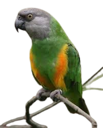 Senegal Parrots